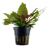109E 丹麥溫蒂椒草 Cryptocoryne wendtii 'Tropica'